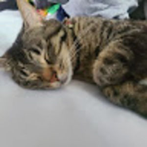 Meet your Posher, Autumn